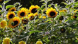 向日葵,太陽花,廠