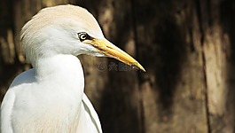 白鷺,動物,鳥
