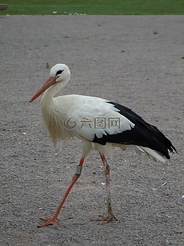 鳥,白,cygogne