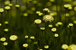 花,黃色,雛菊