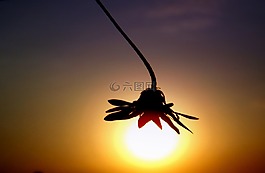 日落,剪影,東