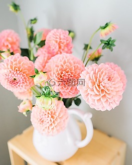 大麗花,花朵,鮮花