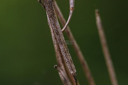 自然,增長,綠色