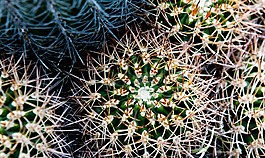 仙人掌,沙漠,植物園