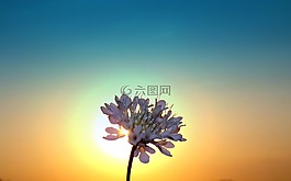 日落,剪影,東