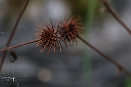 野花,自然,增長