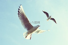 動物,鳥,海