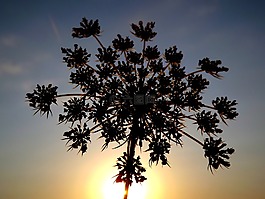 歐芹,日落,剪影