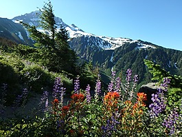 野花,高山,荒野