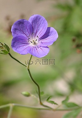 花,紫色,特寫(xiě)
