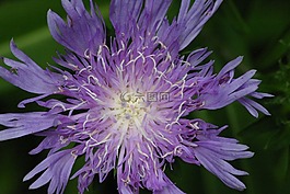 花,紫色,特寫(xiě)