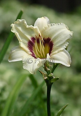 百合,黃花菜,奶油