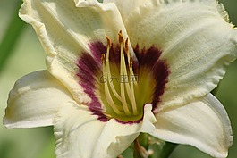 百合,黃花菜,奶油