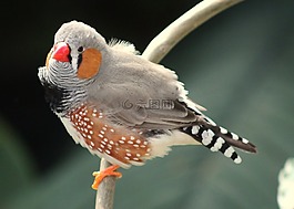 鳥,自然,動物