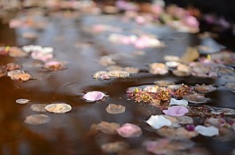 春天,花瓣,梅花