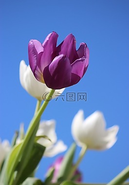 郁金香,紫色,花