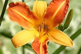 虎百合,花,橙色