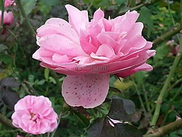 浮動,花,玫瑰