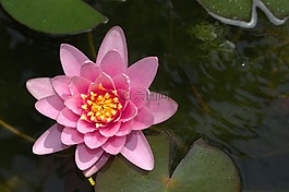 水百合,蓮花,池