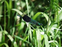 蜻蜓,昆蟲,夏季