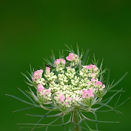 花,粉紅色,白