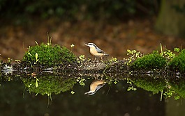 鳥(niǎo),性質(zhì),反射