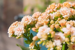 花,自然,花束