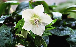 圣誕玫瑰,開(kāi)花,蓮花雞肝散