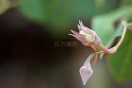 花,橙色,下面的