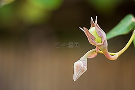 花,橙色,下面的