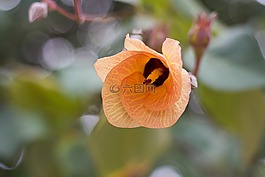 花,橙色,下面的