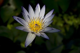 花,蓮花,光