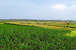 培養(yǎng),棉花,玉米