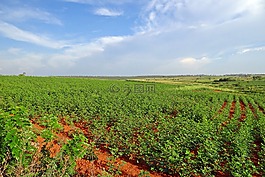 培養(yǎng),棉花,玉米