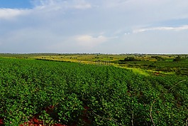 培養(yǎng),棉花,玉米