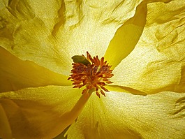 花,花瓣,雌蕊