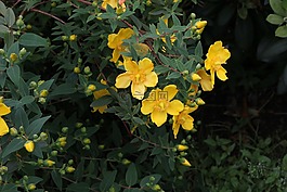 花,黃色花,花園