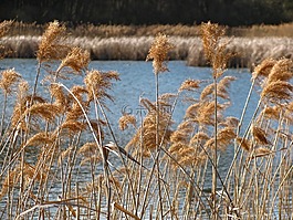 里德,池,春