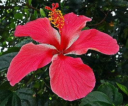 槿,印度,花的