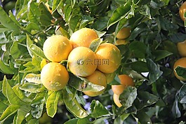 桔子樹(shù),布倫海姆,新西蘭