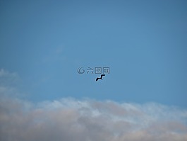 鳥,天空,云