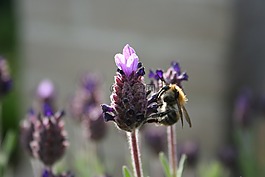 蜜蜂,性質(zhì),熏衣草