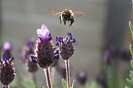 蜜蜂,性質(zhì),熏衣草