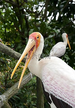 動物園,鳥,鳥園