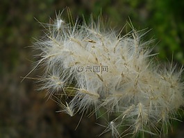 種子,干,vilanos