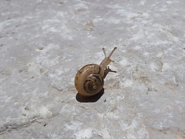 蜗牛,摇滚小,小小
