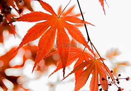 葉子,紅葉,楓葉
