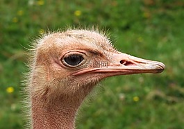 鴕鳥,頭,臉