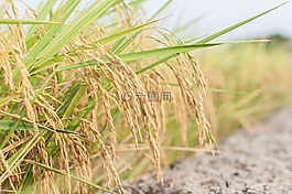 賴斯,農耕,米