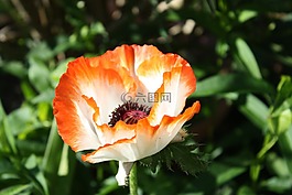 罌粟,花,罌粟花
